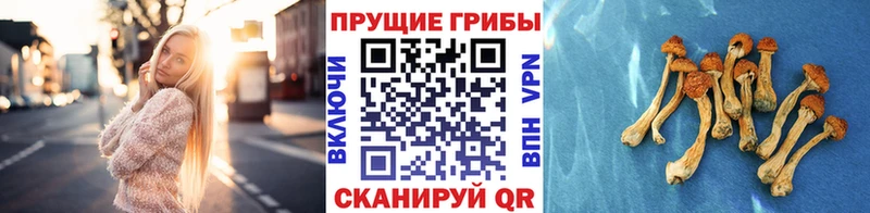 Псилоцибиновые грибы Psilocybine cubensis  гидра ссылка  Дно 